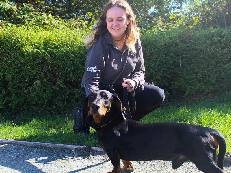 Milo | Dachshund (Smooth Haired) | Manchester - 5