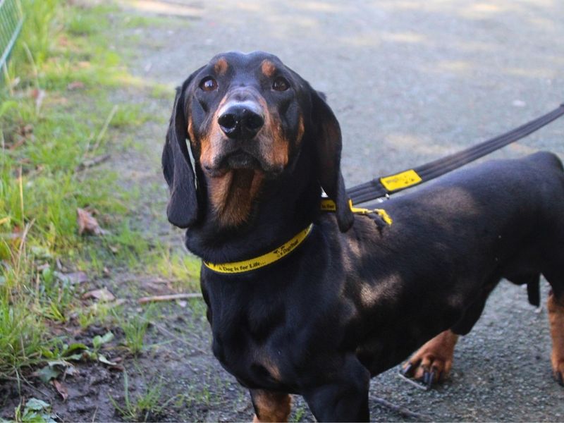 Milo | Dachshund (Smooth Haired) | Manchester - 3