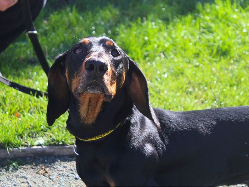 Milo | Dachshund (Smooth Haired) | Manchester - 7