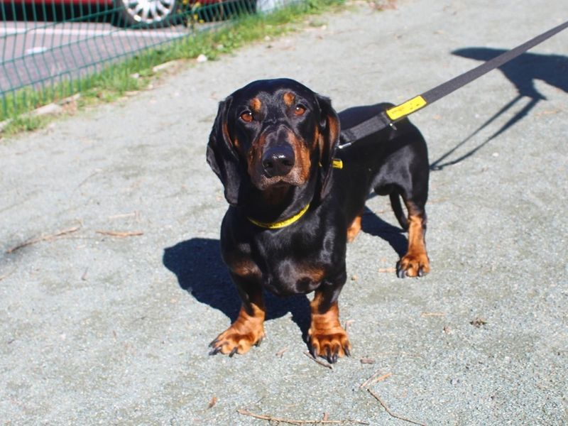 Milo | Dachshund (Smooth Haired) | Manchester - 4
