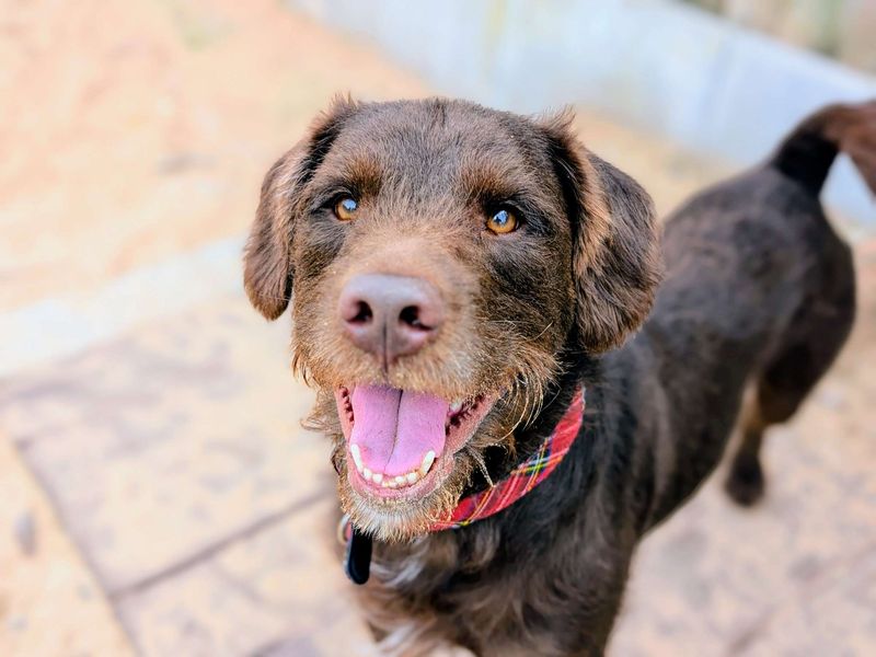 undefined | Terrier (Patterdale) Cross | undefined - 6