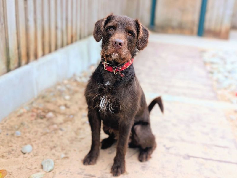 undefined | Terrier (Patterdale) Cross | undefined - 4