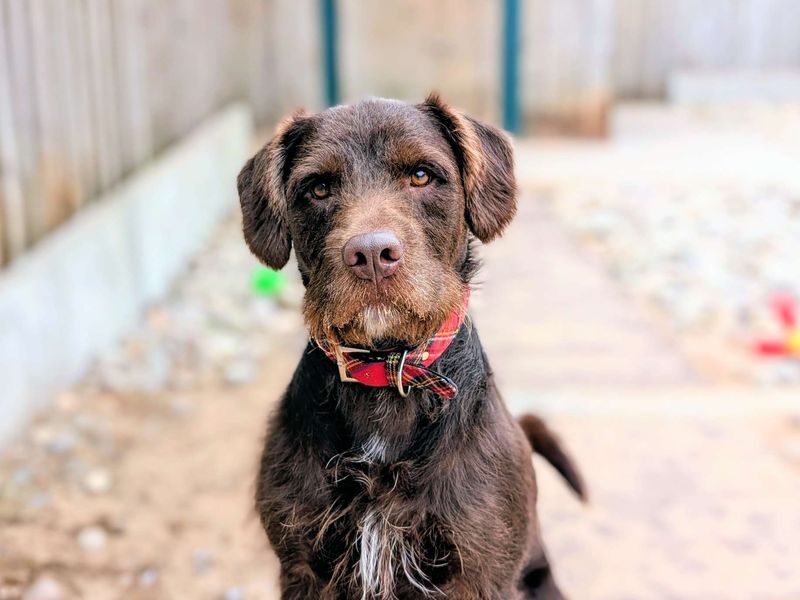 undefined | Terrier (Patterdale) Cross | undefined - 8