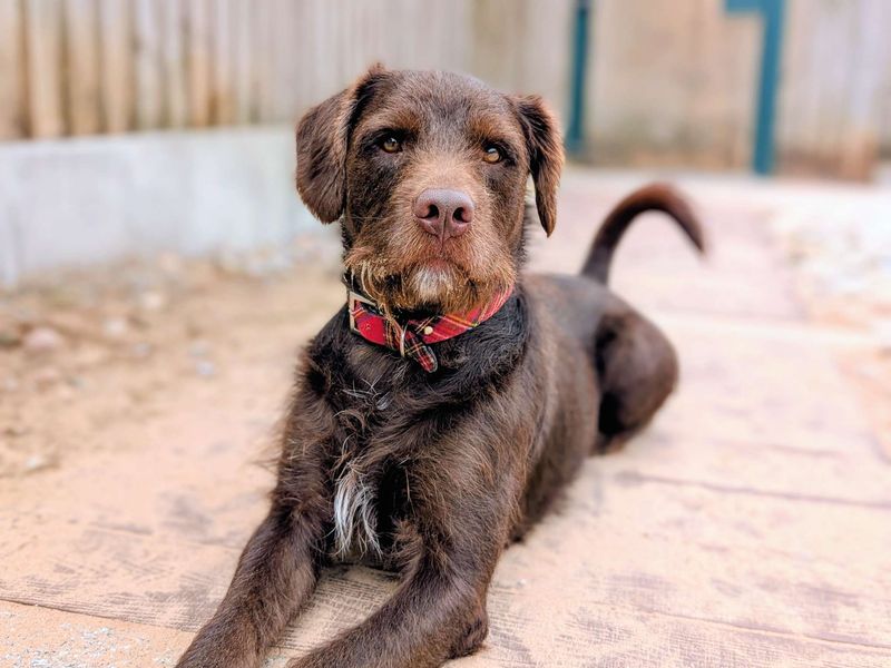 undefined | Terrier (Patterdale) Cross | undefined - 7