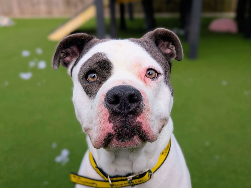 American Bulldog Dogs And Puppies For Adoption