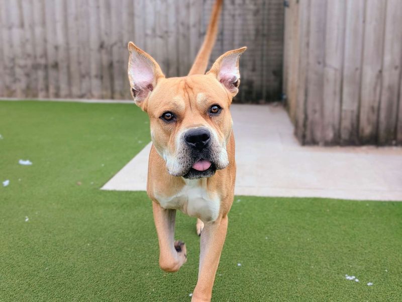 undefined | American Bulldog Cross | undefined - 1