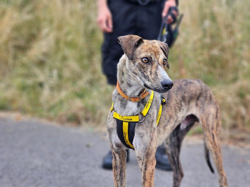 Dash | Lurcher | Evesham (Worcestershire) - 2