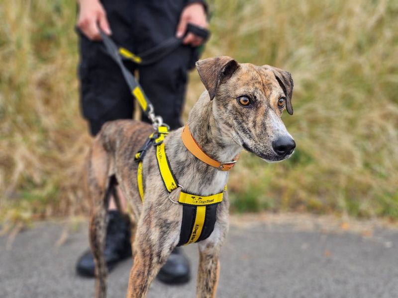 Dash | Lurcher | Evesham (Worcestershire) - 3
