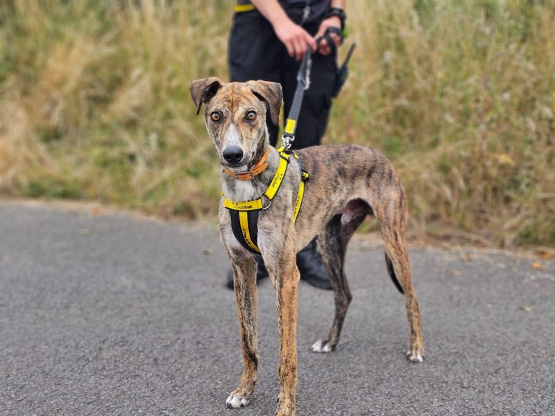 Dash | Lurcher | Evesham (Worcestershire) - 1