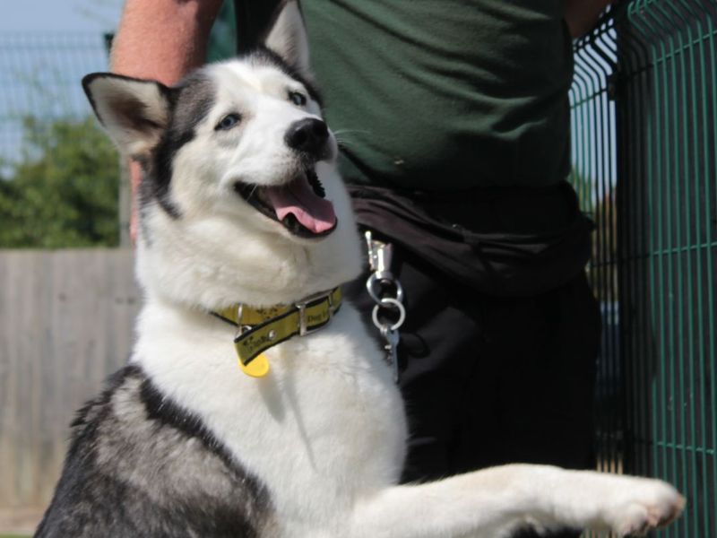 Skye - Image 7 of 7