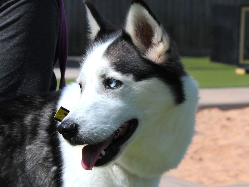 Skye - Image 3 of 7