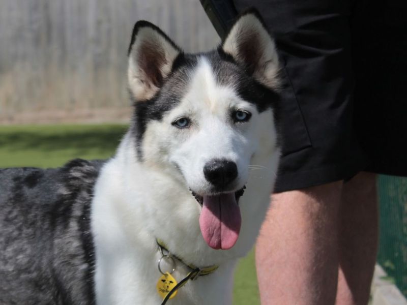 Skye - Image 2 of 7