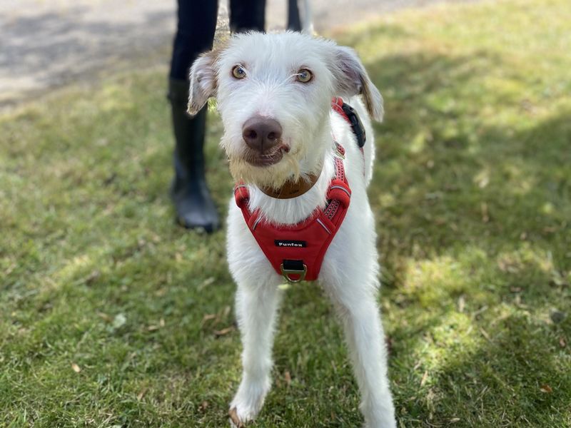 Peaches | Lurcher | Shrewsbury (Shropshire) - 2