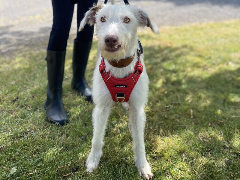Peaches | Lurcher | Shrewsbury (Shropshire) - 3