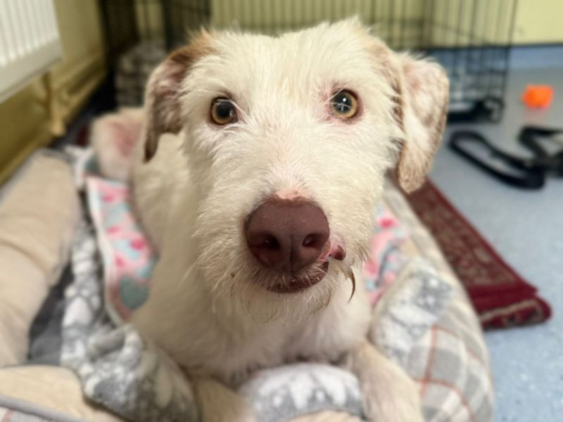 Peaches | Lurcher | Shrewsbury (Shropshire) - 1
