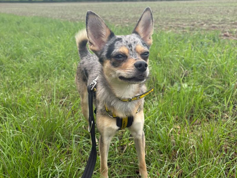 Fawn | Chihuahua (Smooth Coat) Cross | Shrewsbury (Shropshire) - 3