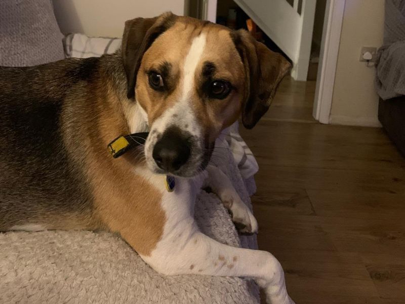 Smithy | Beagle Cross | Kenilworth (West Midlands) - 3
