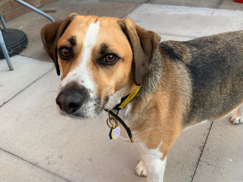 Jack Russell Terrier Dogs And Puppies For Adoption