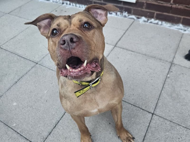 Kiwi | American Bulldog Cross | Shrewsbury (Shropshire) - 4