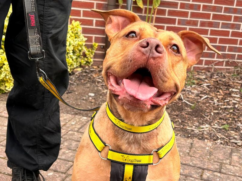 American Bulldog Dogs And Puppies For Adoption