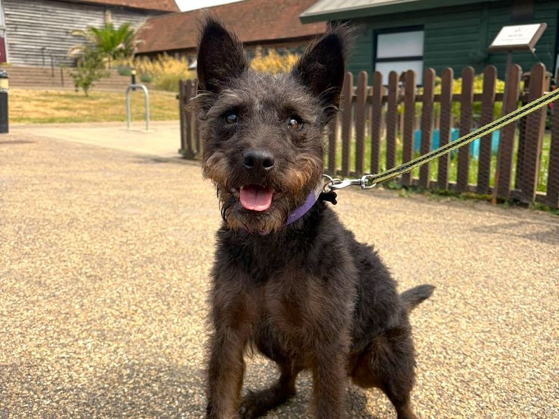 Hazel | Terrier (Patterdale) Cross | Harefield West London - 2