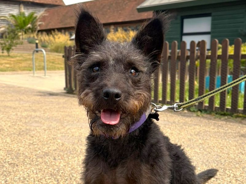 Hazel | Terrier (Patterdale) Cross | Harefield West London - 3