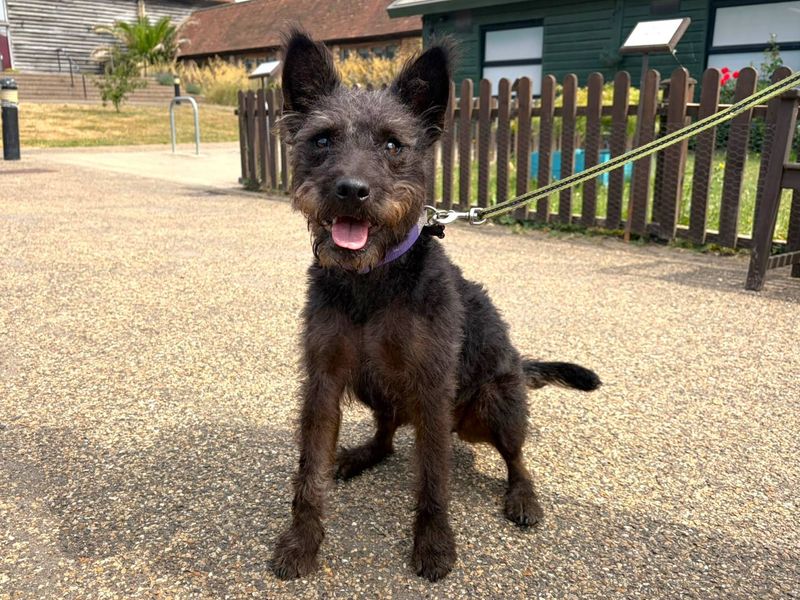 Hazel | Terrier (Patterdale) Cross | Harefield West London - 1