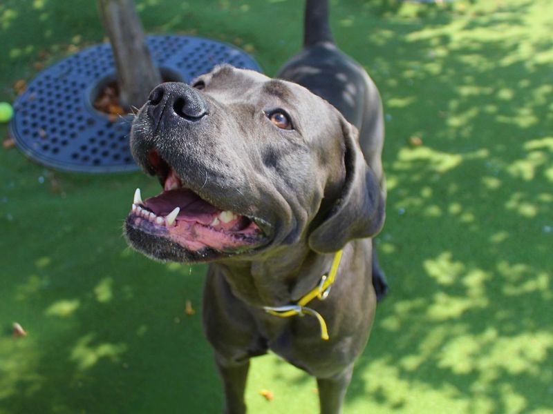 Indie | Italian Corso Dog | Manchester - 2