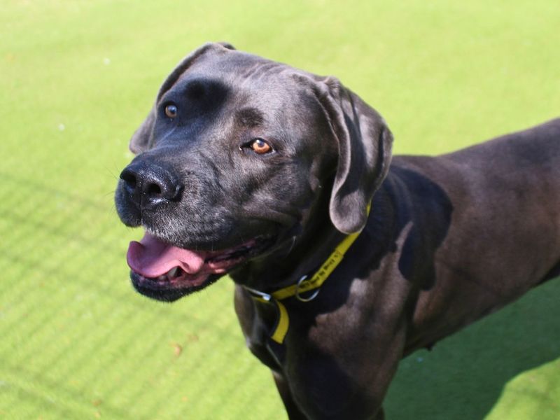 Indie | Italian Corso Dog | Manchester - 5
