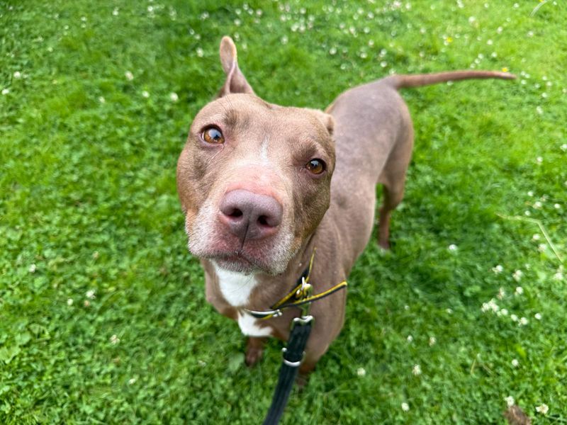 undefined | Terrier (Staffordshire Bull) Cross | undefined - 1