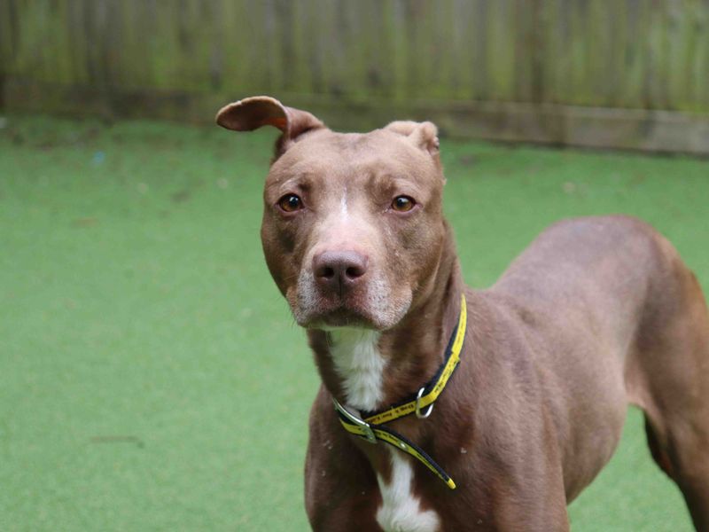 undefined | Terrier (Staffordshire Bull) Cross | undefined - 2
