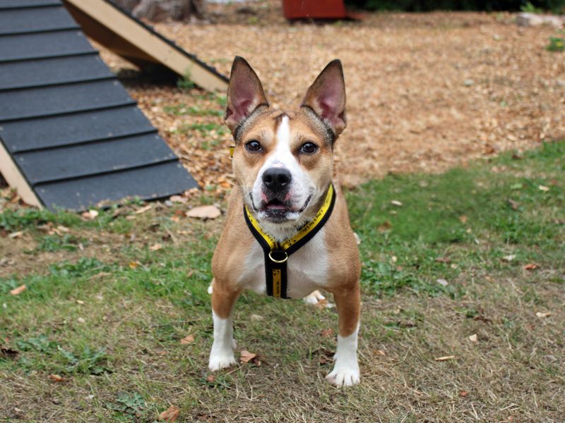 Daisy | Crossbreed | Merseyside (Liverpool) - 4