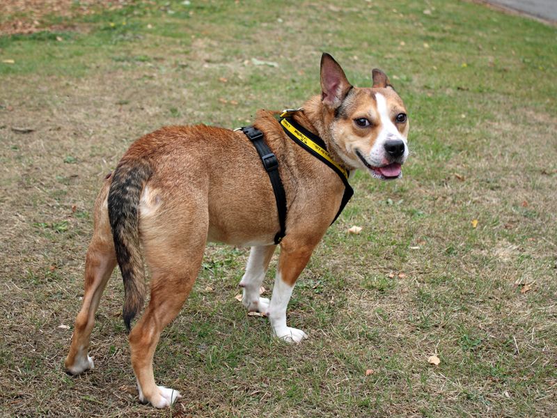 Daisy | Crossbreed | Merseyside (Liverpool) - 3