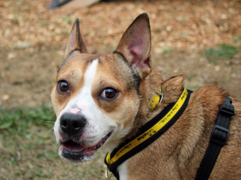 Daisy | Crossbreed | Merseyside (Liverpool) - 2