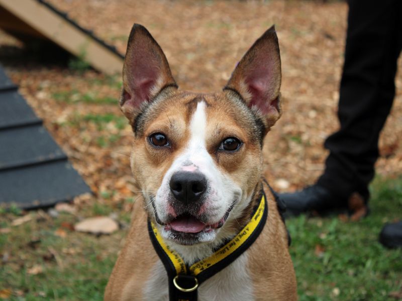 Daisy | Crossbreed | Merseyside (Liverpool) - 1