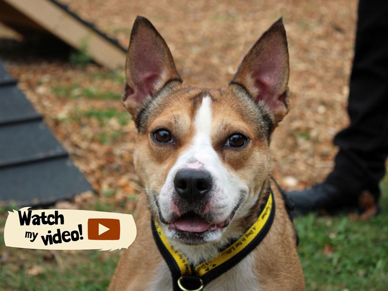 Daisy | Crossbreed | Merseyside (Liverpool) - 3