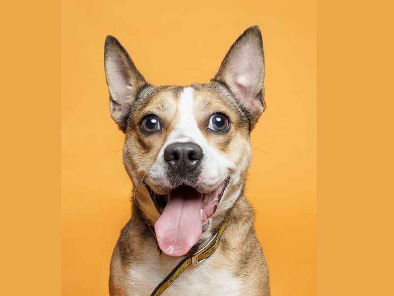 Daisy | Crossbreed | Merseyside (Liverpool) - 1