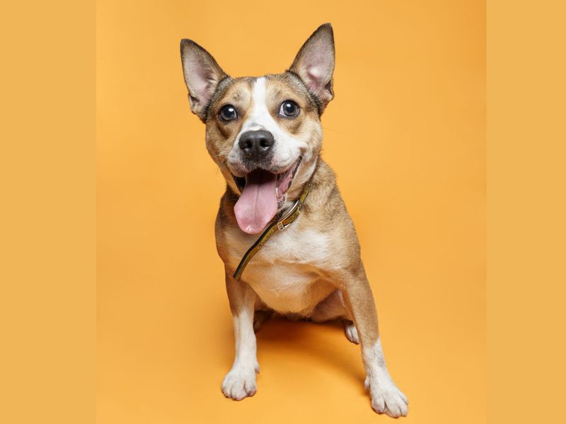 Daisy | Crossbreed | Merseyside (Liverpool) - 5