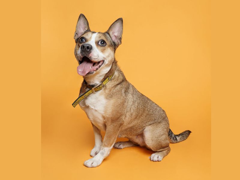 Daisy | Crossbreed | Merseyside (Liverpool) - 7
