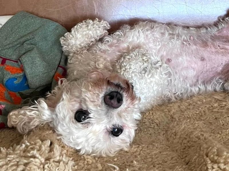 Missie | Bichon Frise | Shoreham (Sussex) - 1