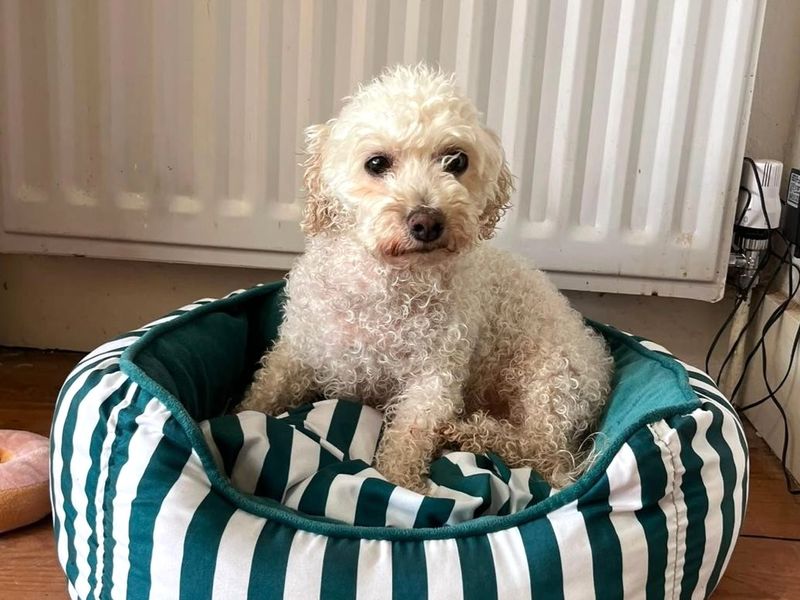 Missie | Bichon Frise | Shoreham (Sussex) - 2