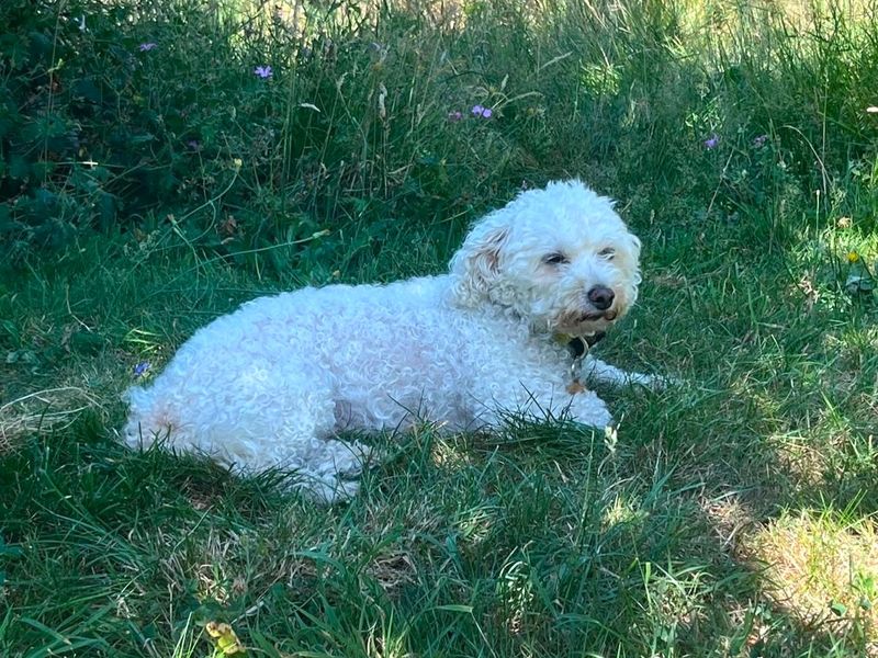 Missie | Bichon Frise | Shoreham (Sussex) - 4