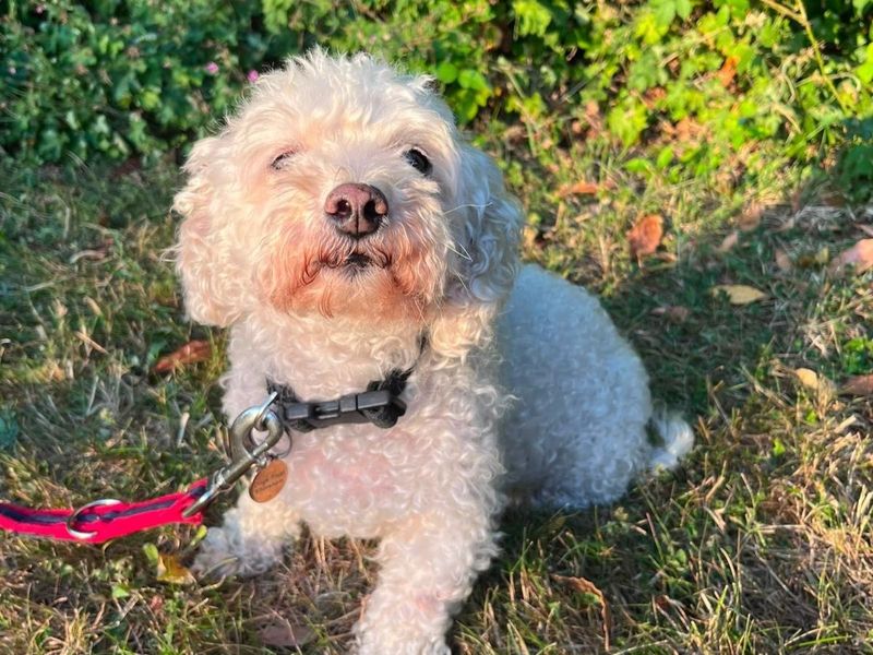 Missie | Bichon Frise | Shoreham (Sussex) - 5