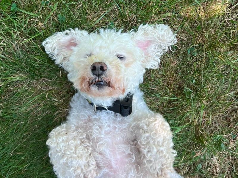 Missie | Bichon Frise | Shoreham (Sussex) - 3