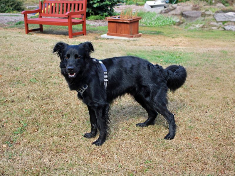 Benji - Image 4 of 4