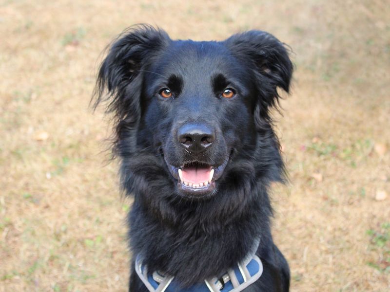 Benji | German Shepherd Dog Cross | Merseyside (Liverpool) - 2