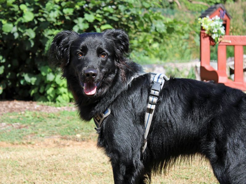 Benji - Image 3 of 4