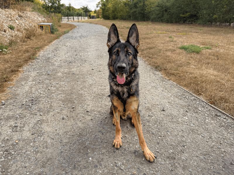 Saxon | German Shepherd Dog | Basildon (Essex) - 1