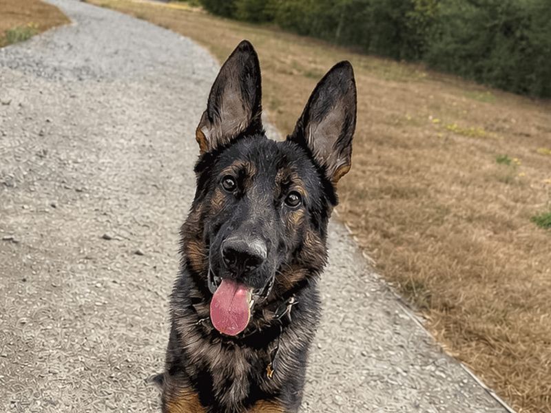 Saxon | German Shepherd Dog | Basildon (Essex) - 2