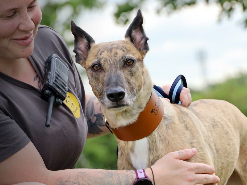Nyla | Greyhound Cross | Leeds - 1